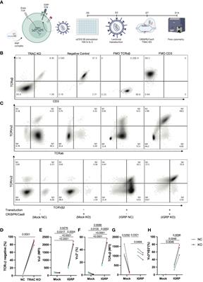 Modeling cell-mediated immunity in human type 1 diabetes by engineering autoreactive CD8+ T cells